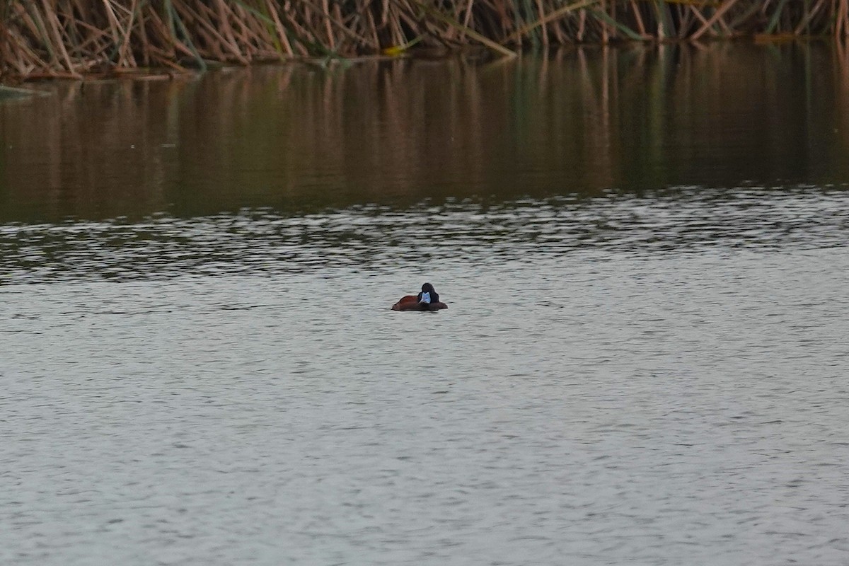 Andean Duck - ML638542529