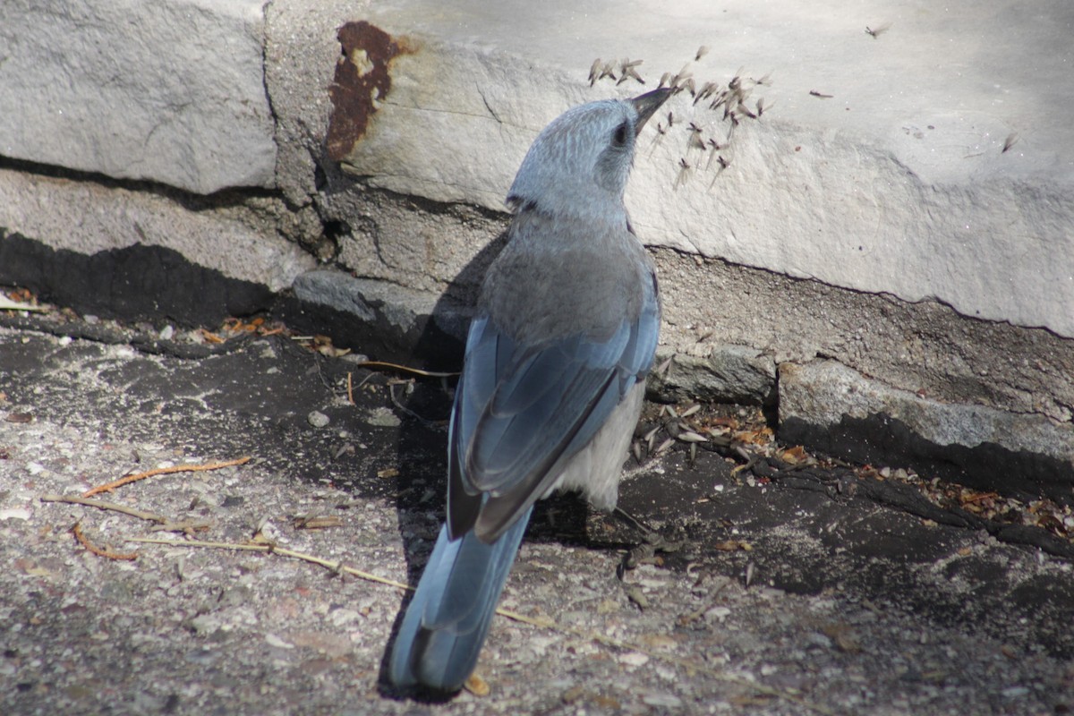 Mexican Jay (Arizona) - ML638542534