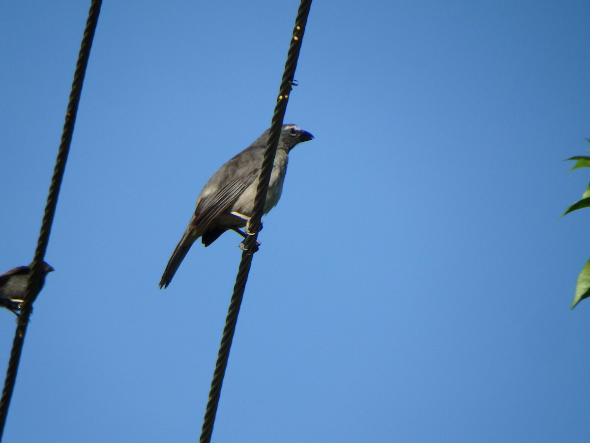 Olive-gray Saltator - ML638542535