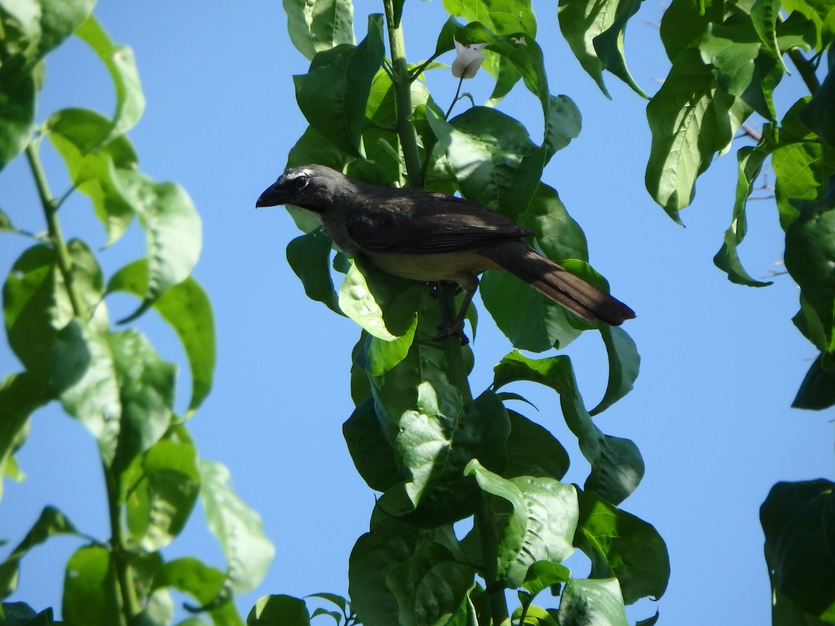 Olive-gray Saltator - ML638542560