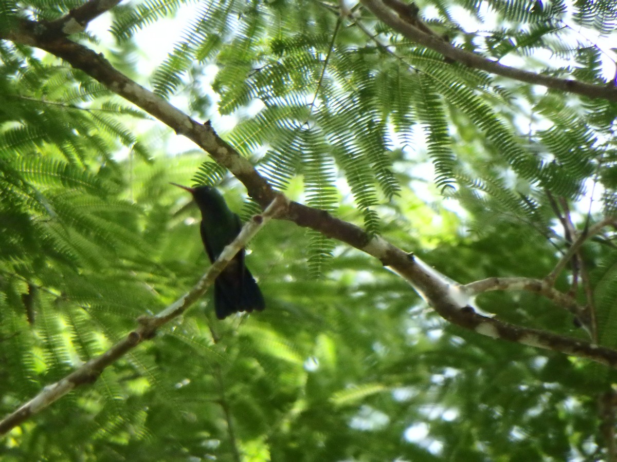 Copper-rumped Hummingbird - ML638542593