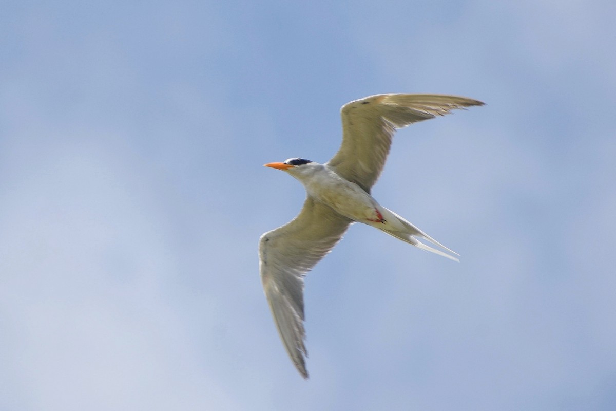 River Tern - ML638542601