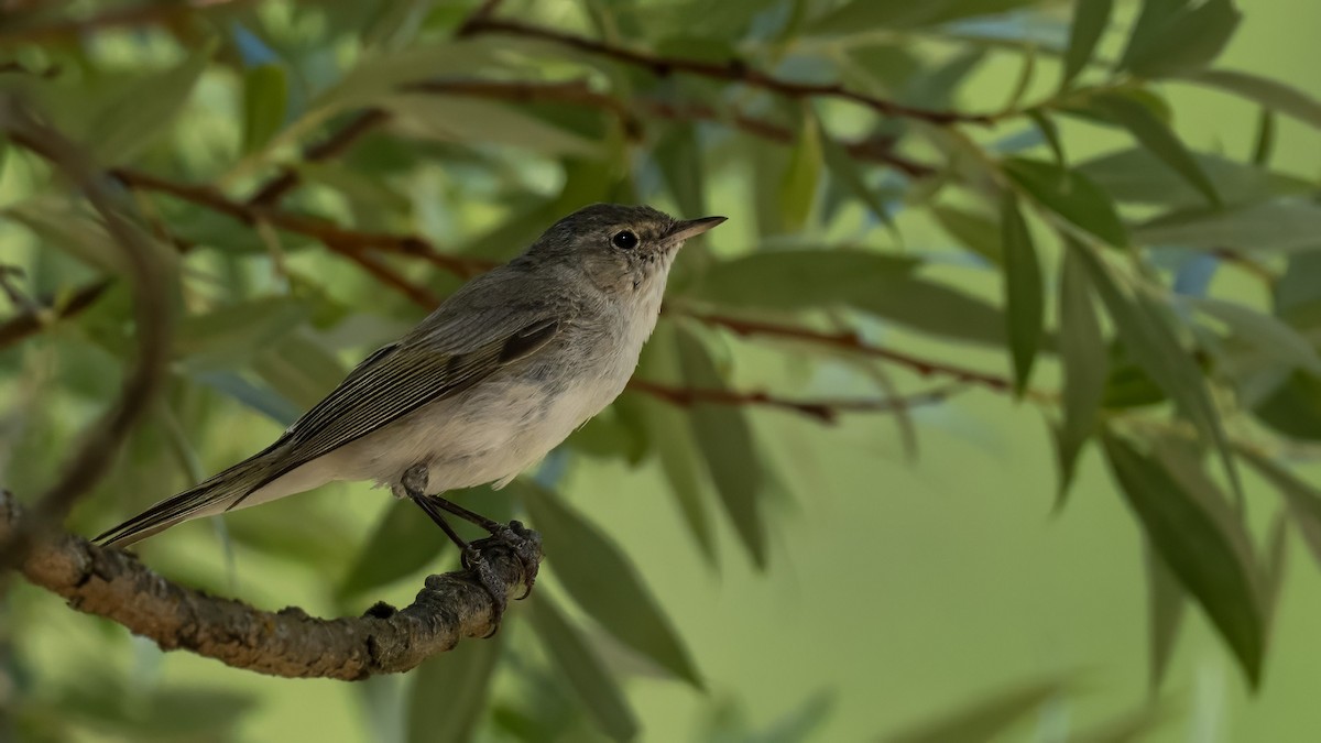 Eastern Bonelli's Warbler - ML638542605