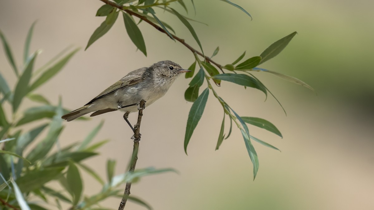 Eastern Bonelli's Warbler - ML638542606