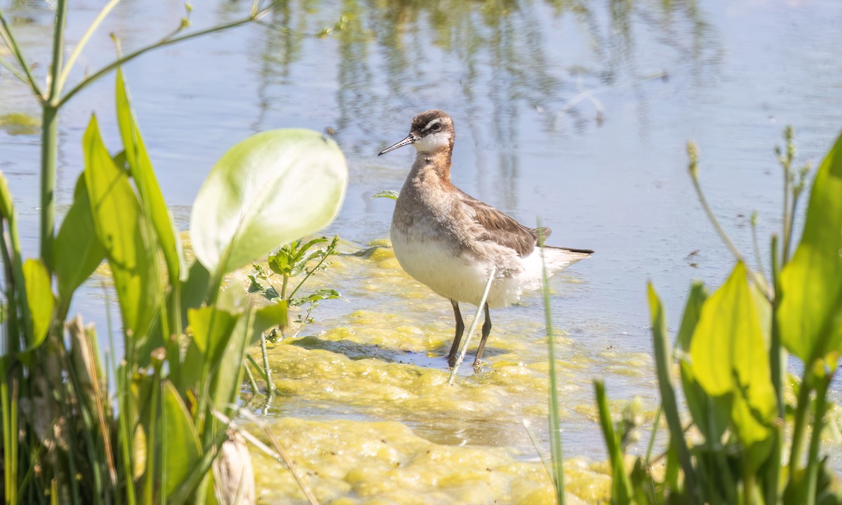 Wilson's Phalarope - ML638542623