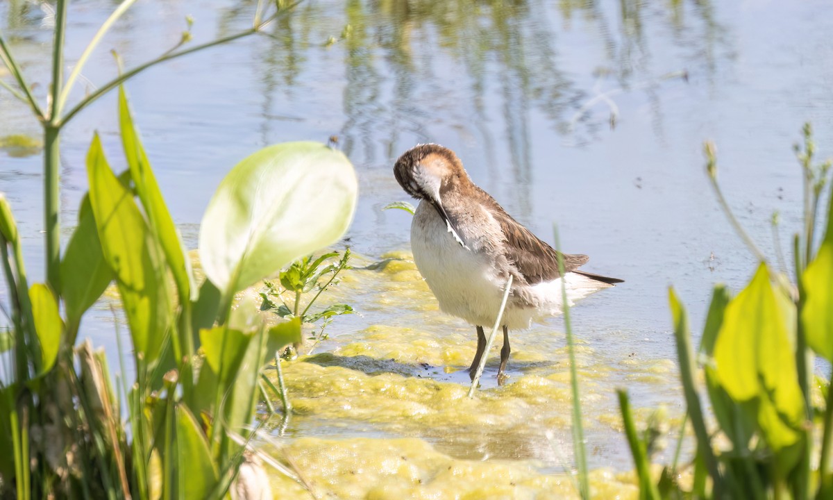 Wilson's Phalarope - ML638542624
