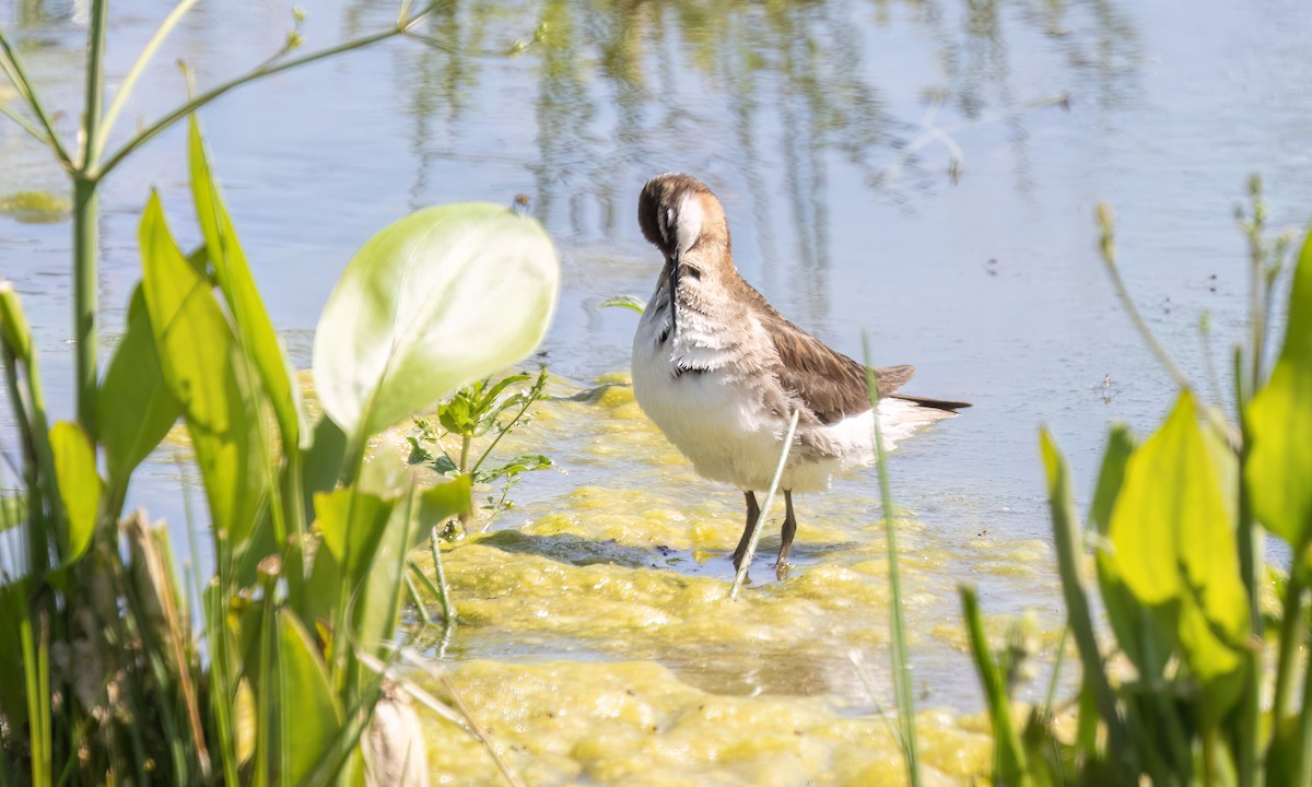 Wilson's Phalarope - ML638542625