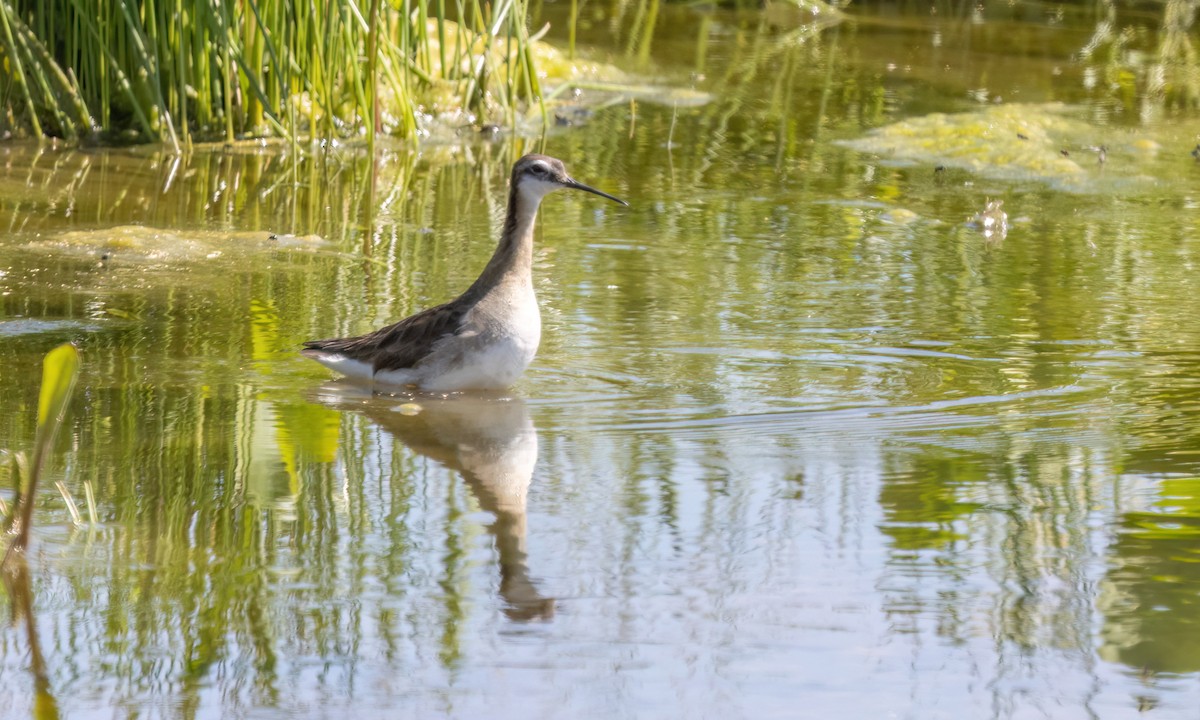 Wilson's Phalarope - ML638542626