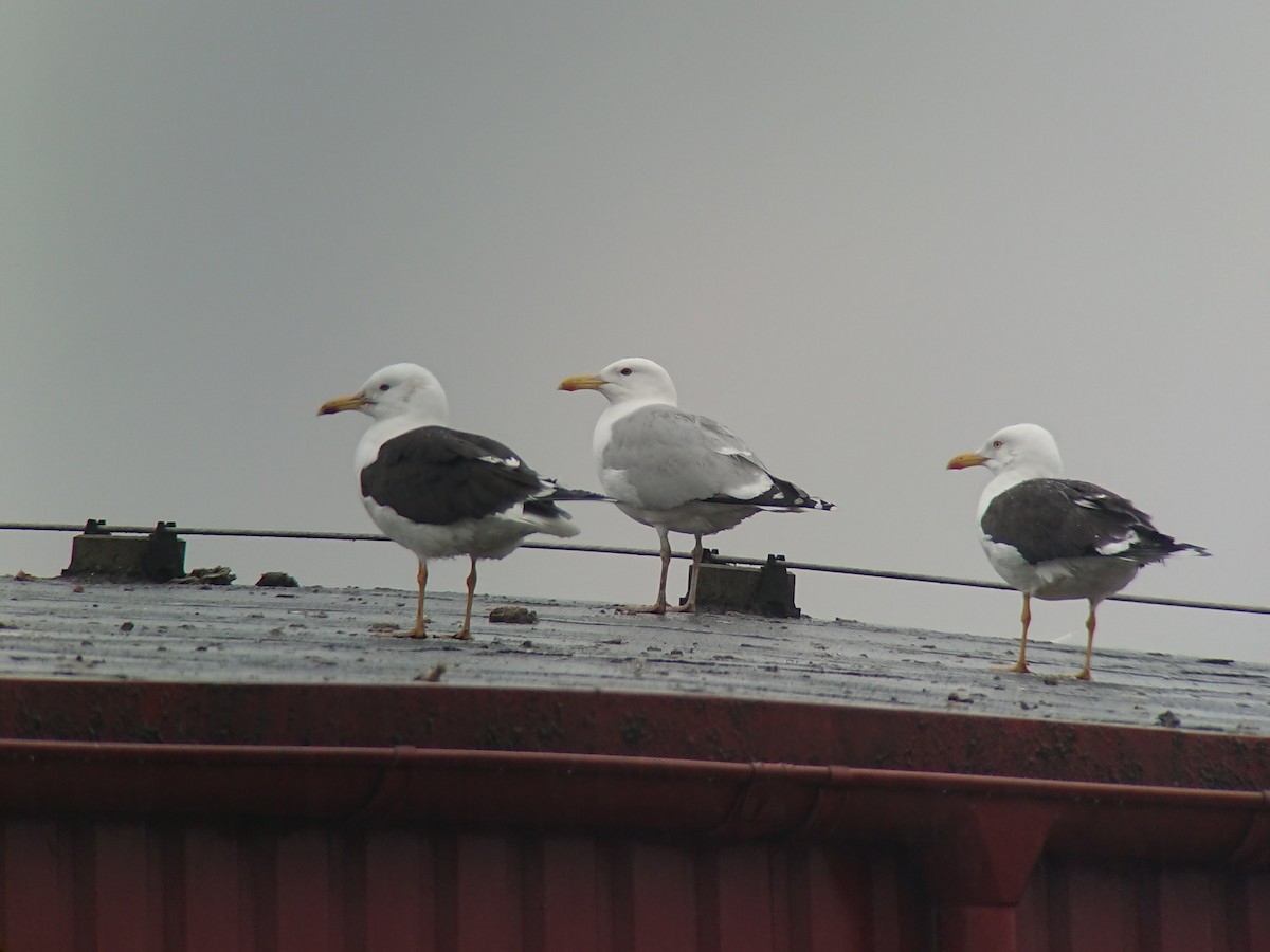 Lesser Black-backed Gull - ML638542658
