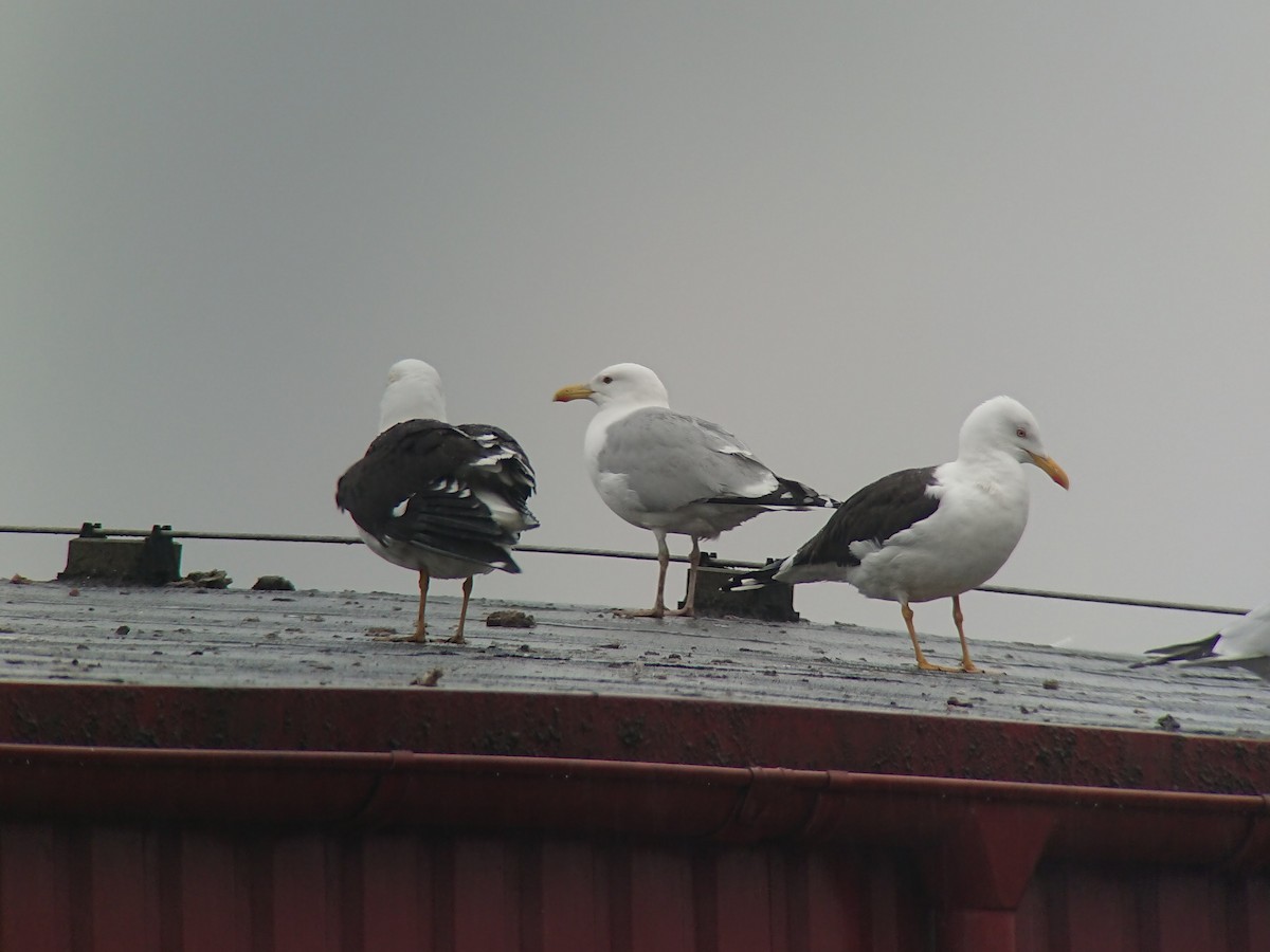 Lesser Black-backed Gull - ML638542659