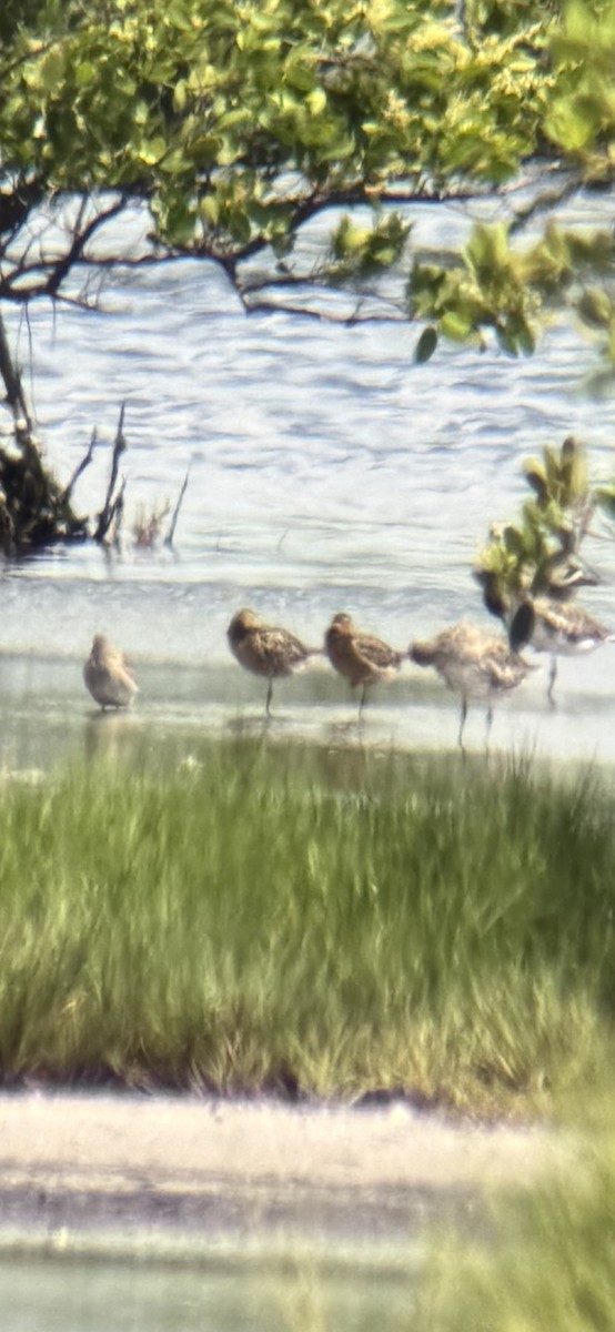 kortnebbekkasinsnipe - ML638542661