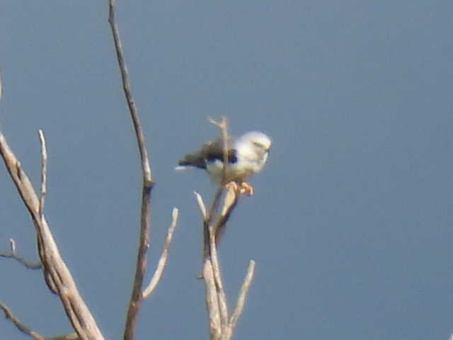 White-tailed Kite - ML638542674