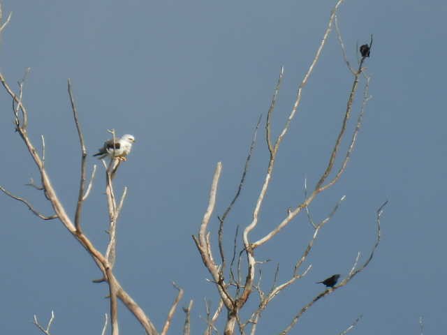 White-tailed Kite - ML638542676