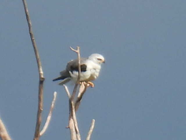 White-tailed Kite - ML638542677