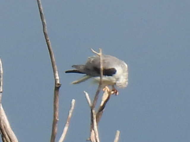 White-tailed Kite - ML638542678