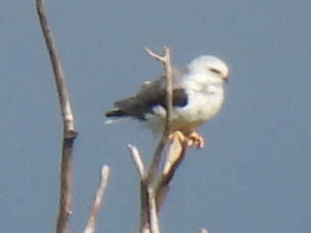 White-tailed Kite - ML638542679