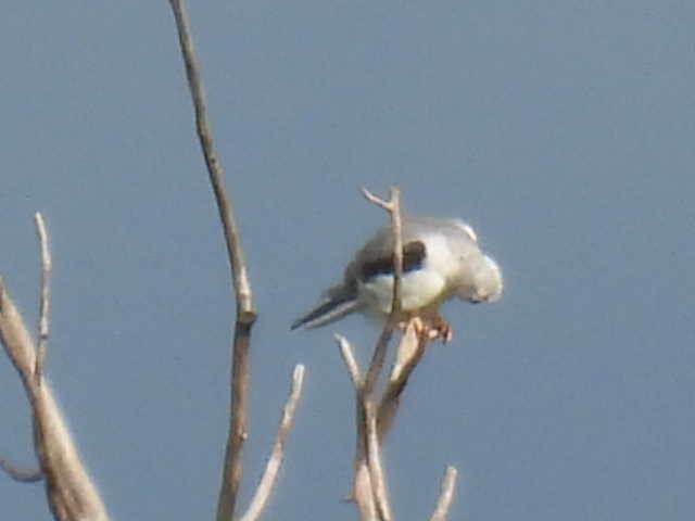 White-tailed Kite - ML638542680
