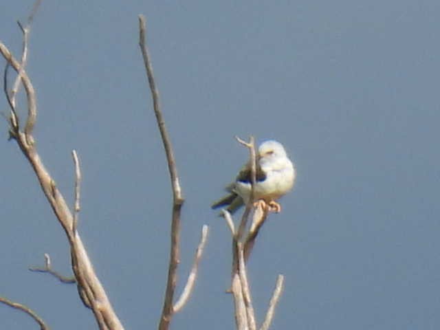 White-tailed Kite - ML638542681
