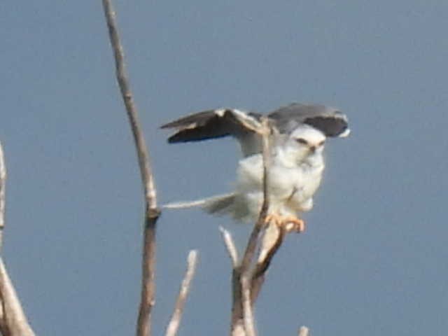White-tailed Kite - ML638542683