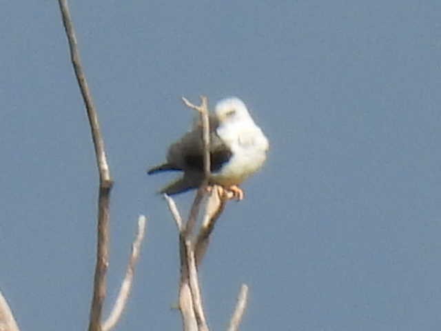 White-tailed Kite - ML638542684