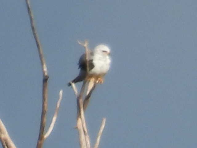 White-tailed Kite - ML638542685