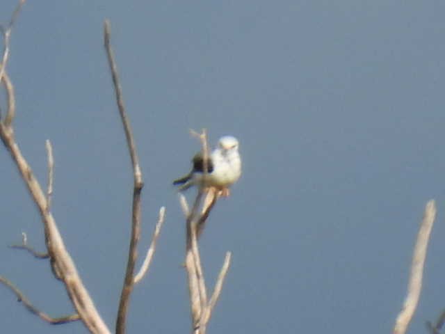 White-tailed Kite - ML638542686