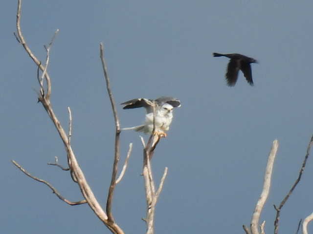 White-tailed Kite - ML638542688