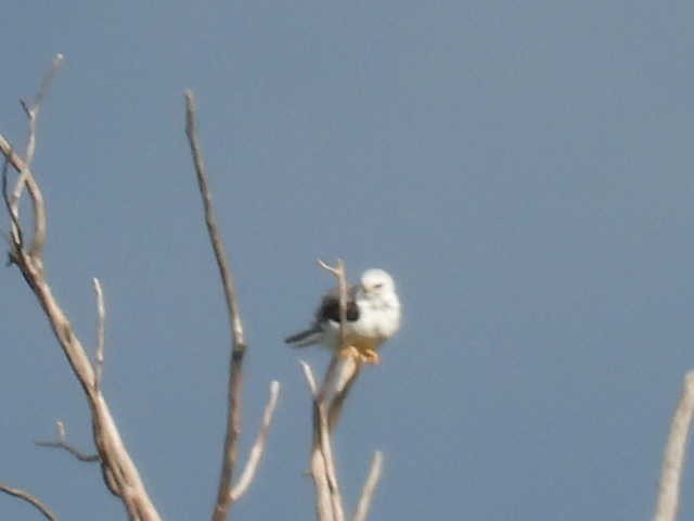 White-tailed Kite - ML638542689