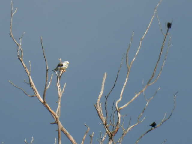 White-tailed Kite - ML638542690