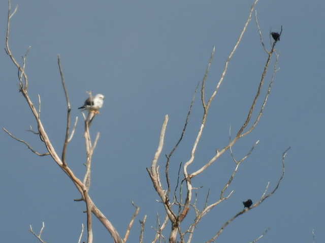 White-tailed Kite - ML638542691
