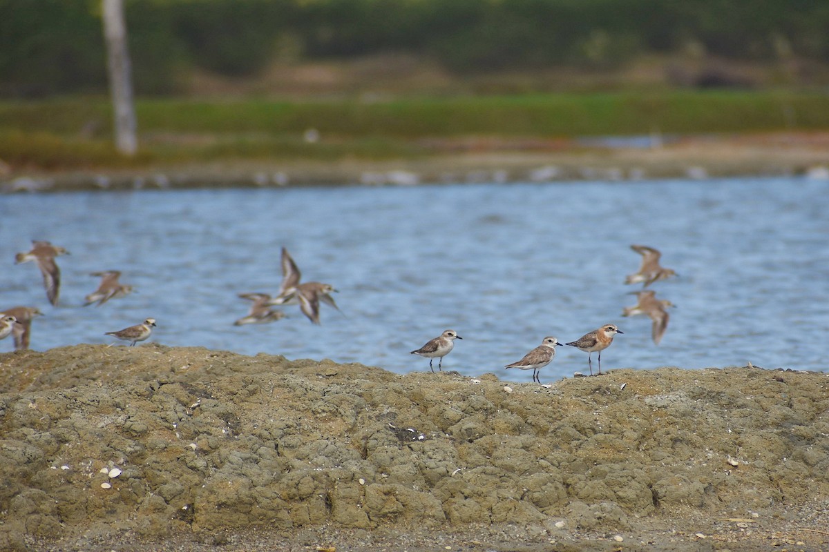 Tibetan Sand-Plover - ML638542699