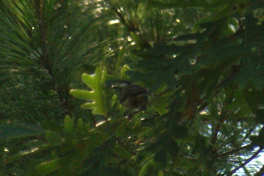 Carolina Chickadee - ML638542705