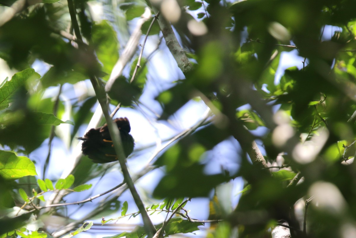 Lance-tailed Manakin - ML638542707