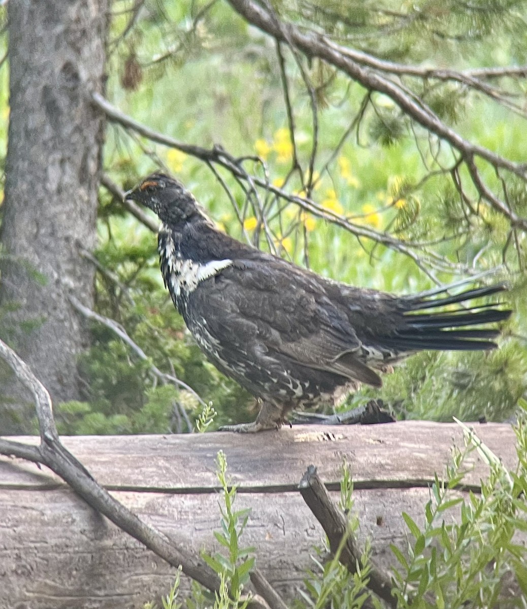 Dusky Grouse - ML638542715