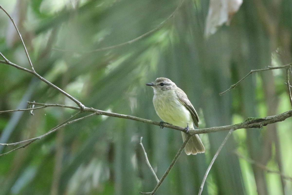 Mouse-colored Tyrannulet - ML638542722