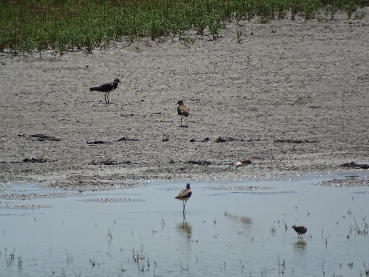 Northern Lapwing - ML638542732