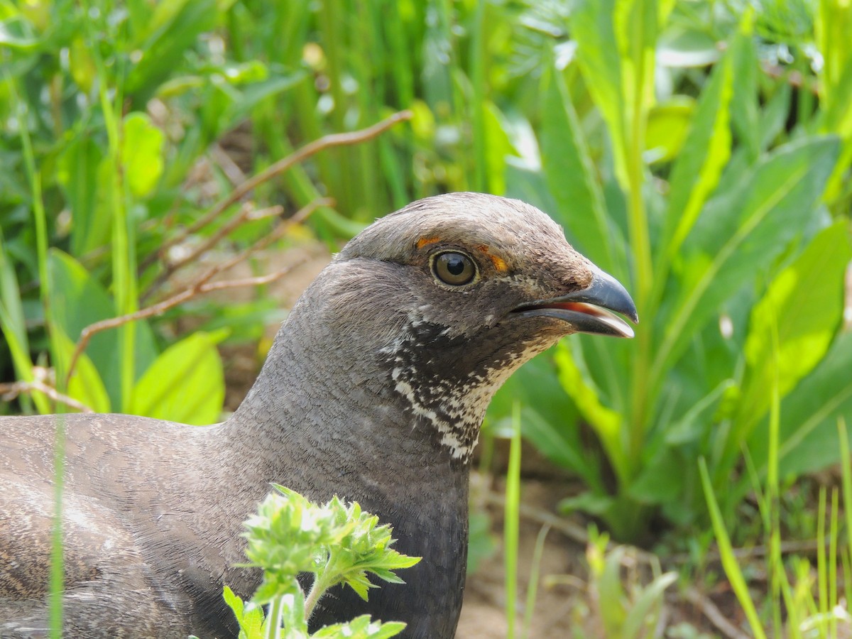 Dusky Grouse - ML638542737