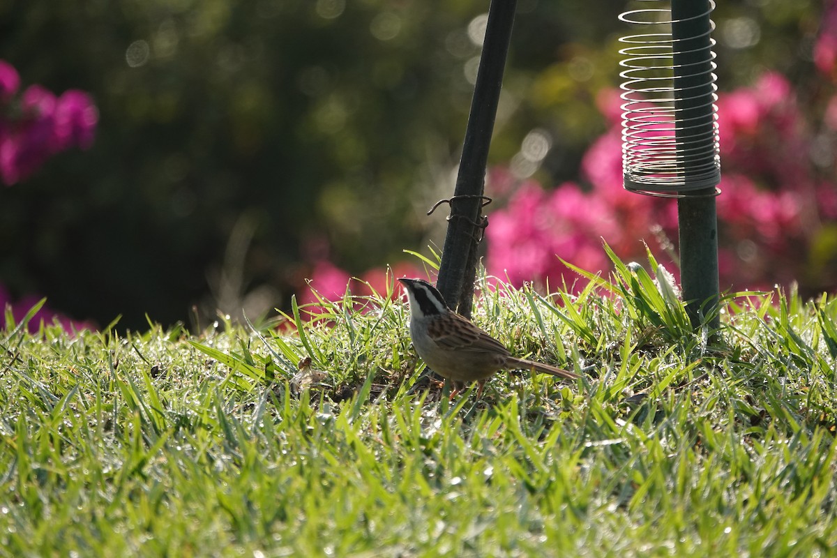 Stripe-headed Sparrow - ML638542750