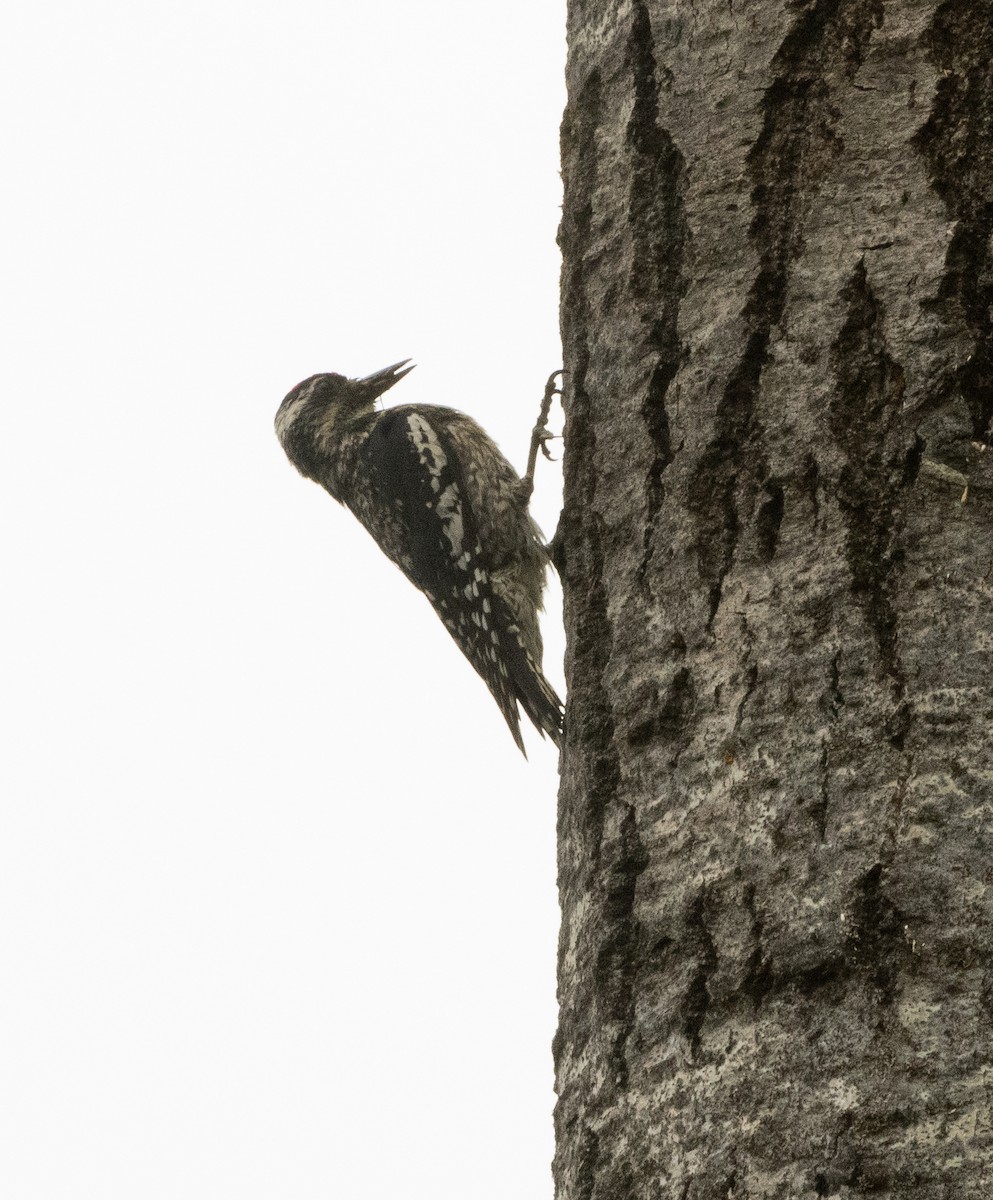 Yellow-bellied Sapsucker - ML638542792