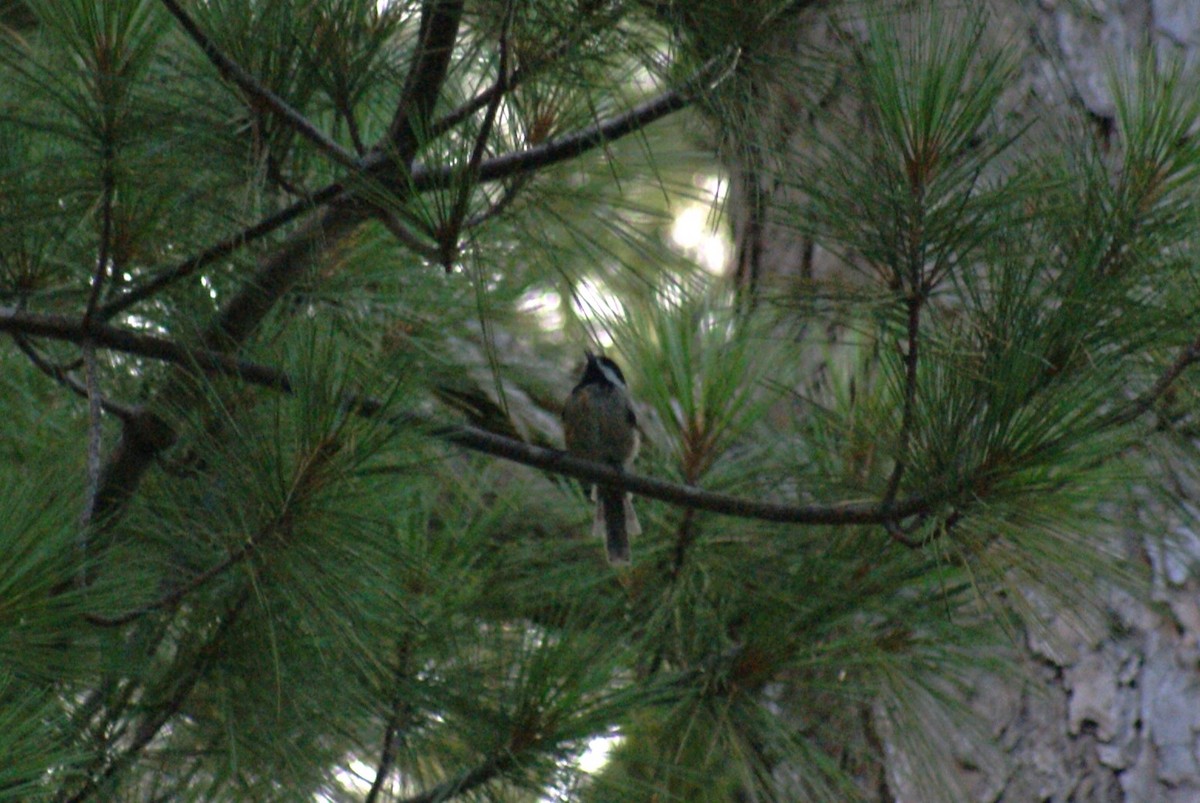 Carolina Chickadee - ML638542801