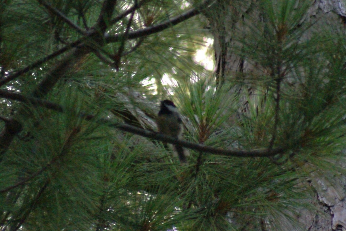 Carolina Chickadee - ML638542802