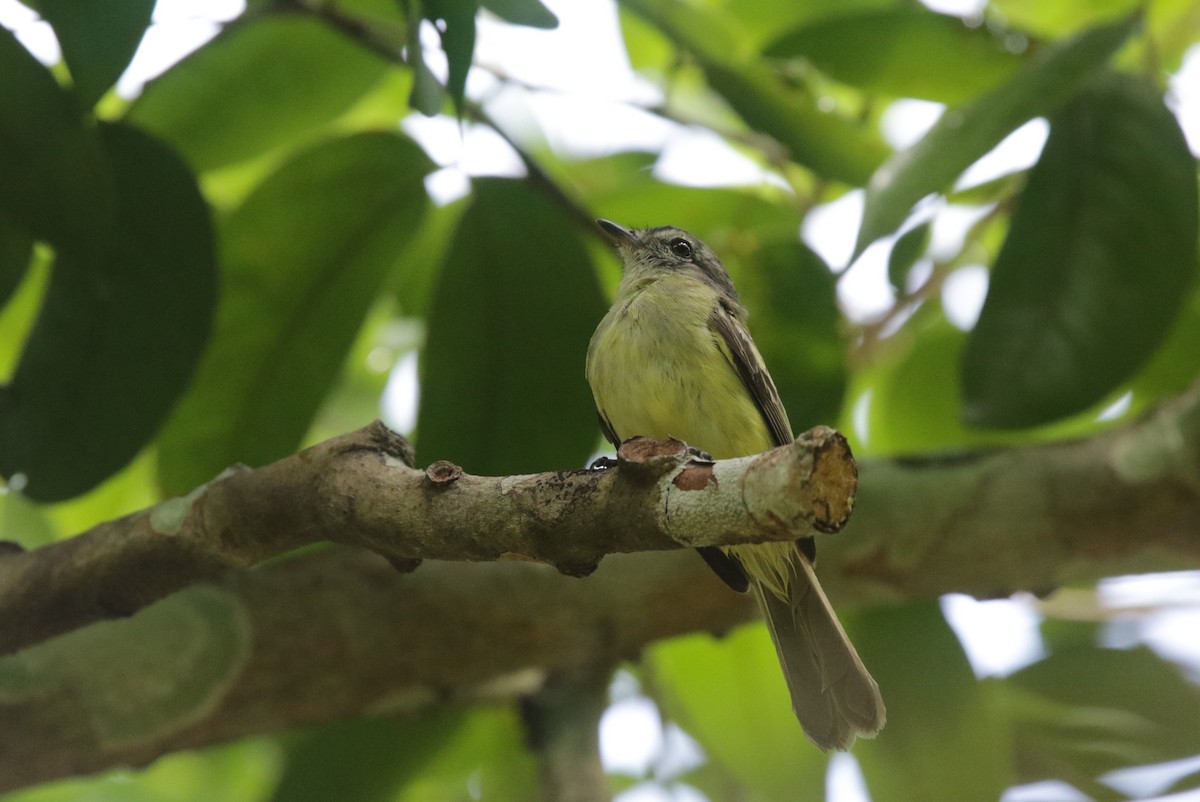 Forest Elaenia - ML638542808