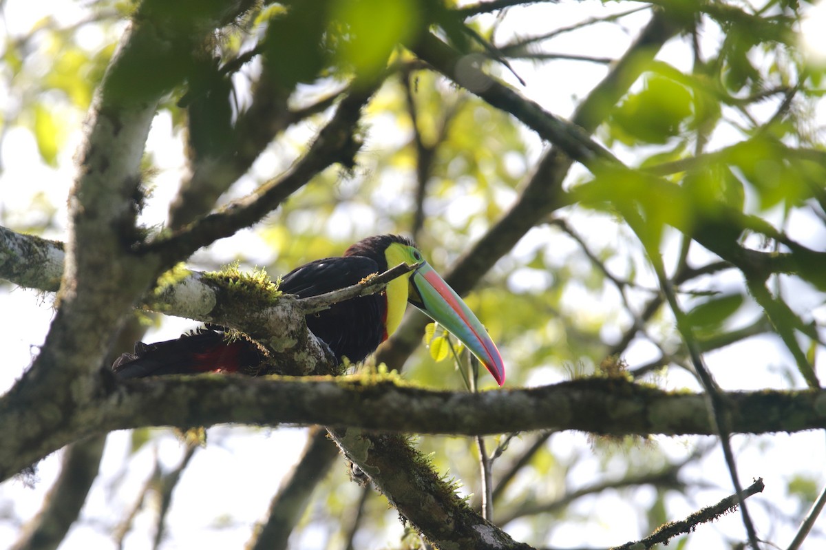 Keel-billed Toucan - ML638542825