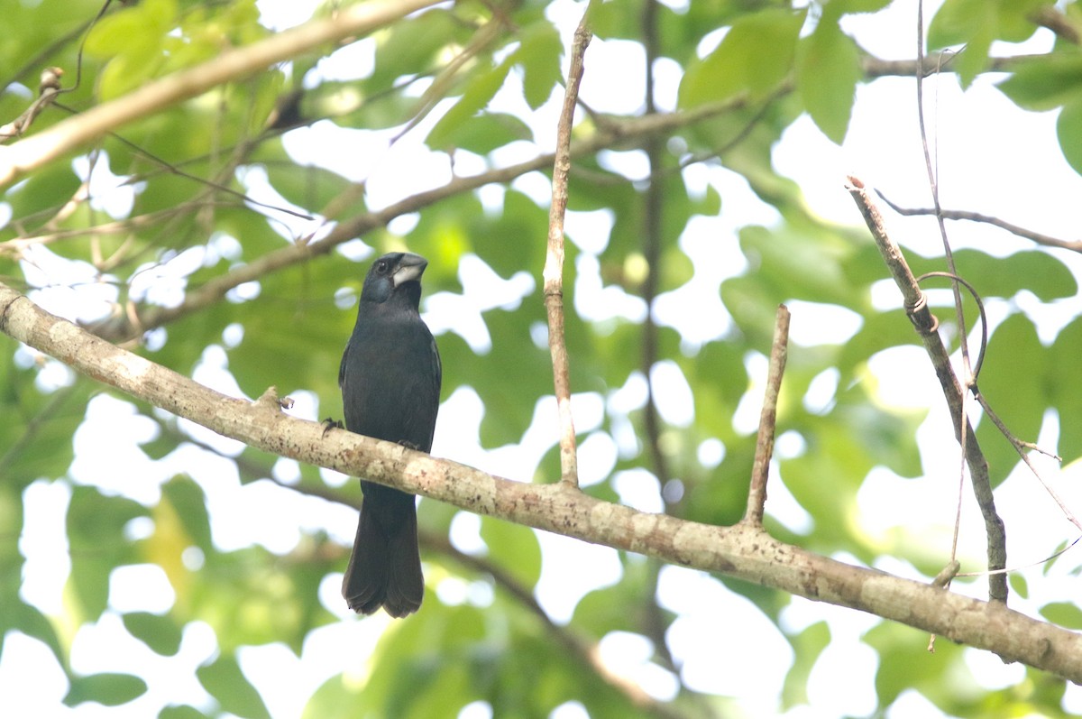 Blue-black Grosbeak - ML638542831