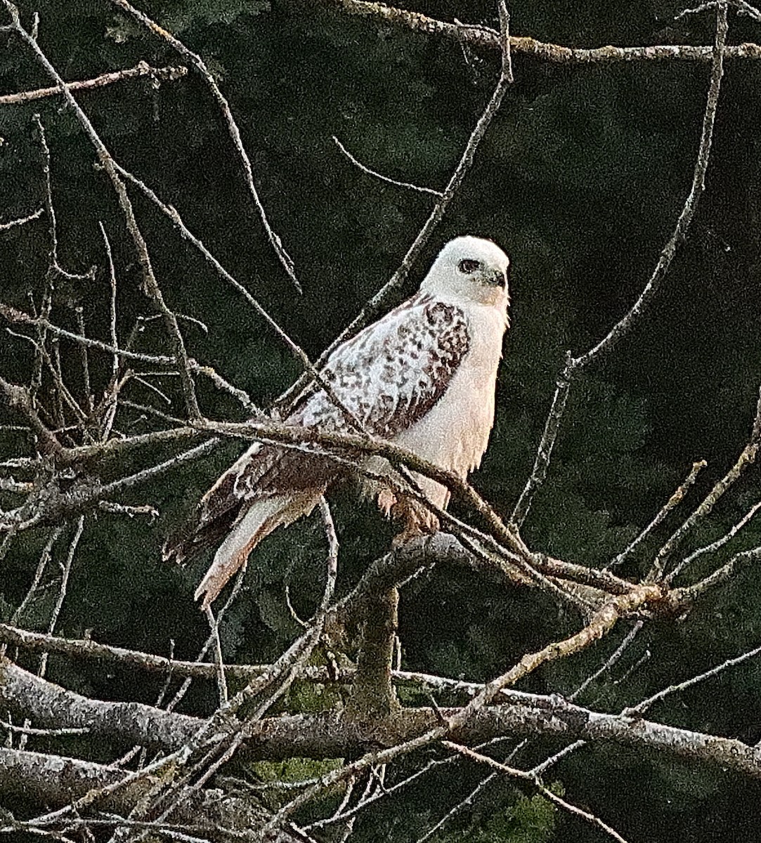 Канюк звичайний - ML638542850