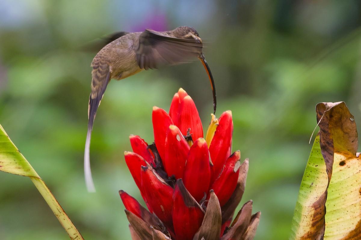 Great-billed Hermit (Amazonian) - ML638542858