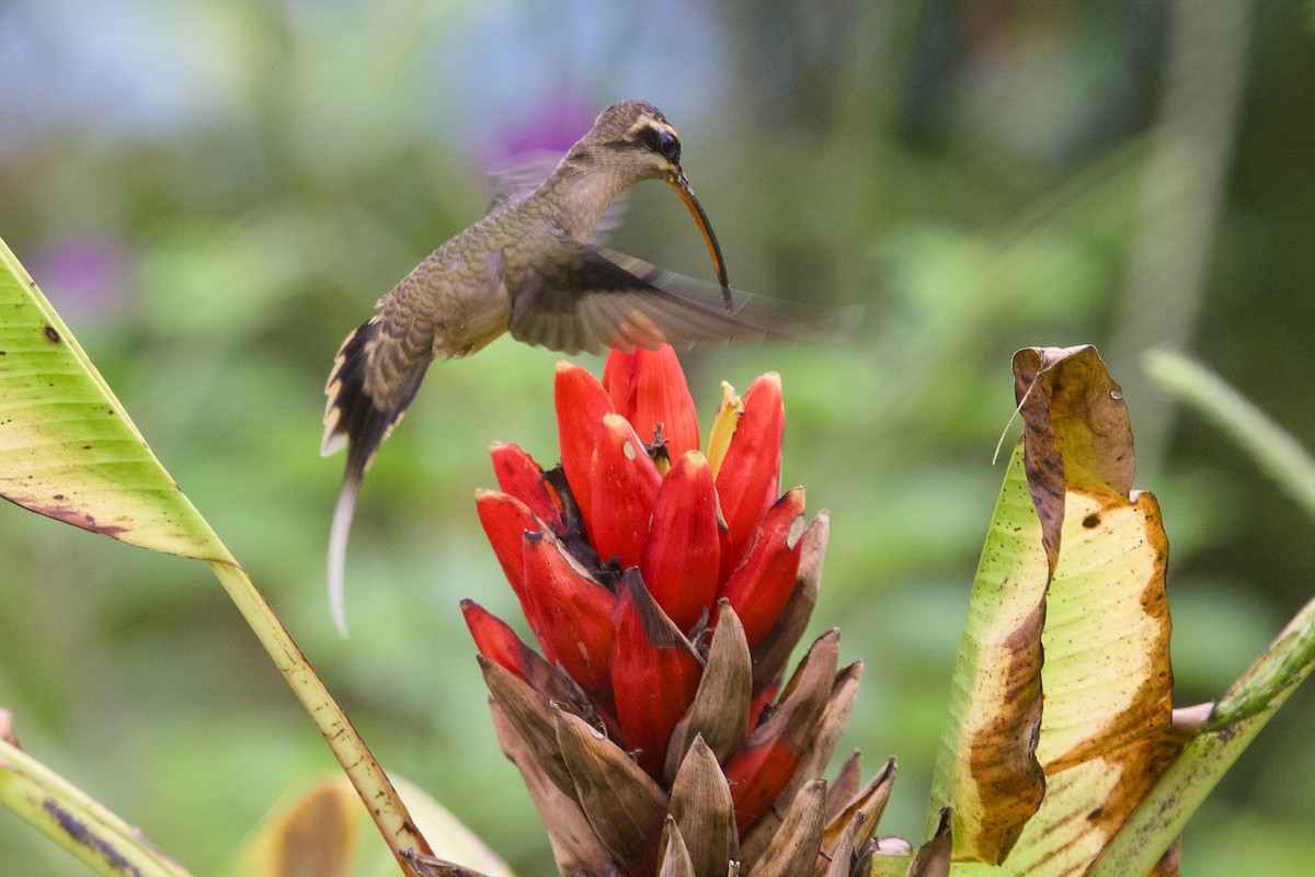 Great-billed Hermit (Amazonian) - ML638542859