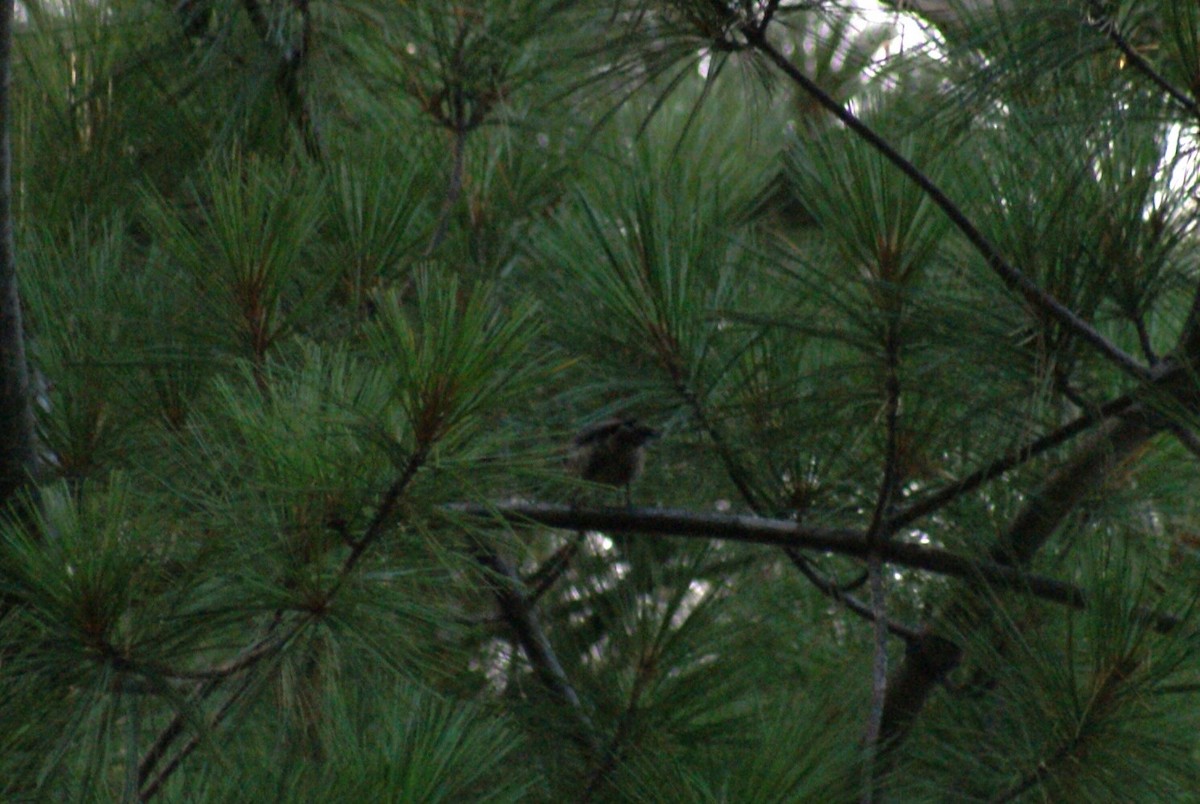 Carolina Chickadee - ML638542860