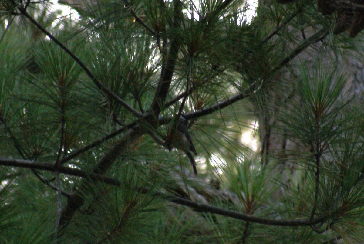Carolina Chickadee - ML638542861