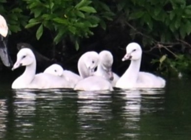 Cygne trompette - ML638542867